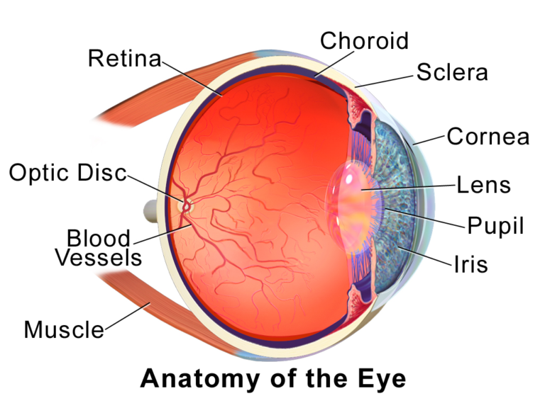 Anatomy of the eye